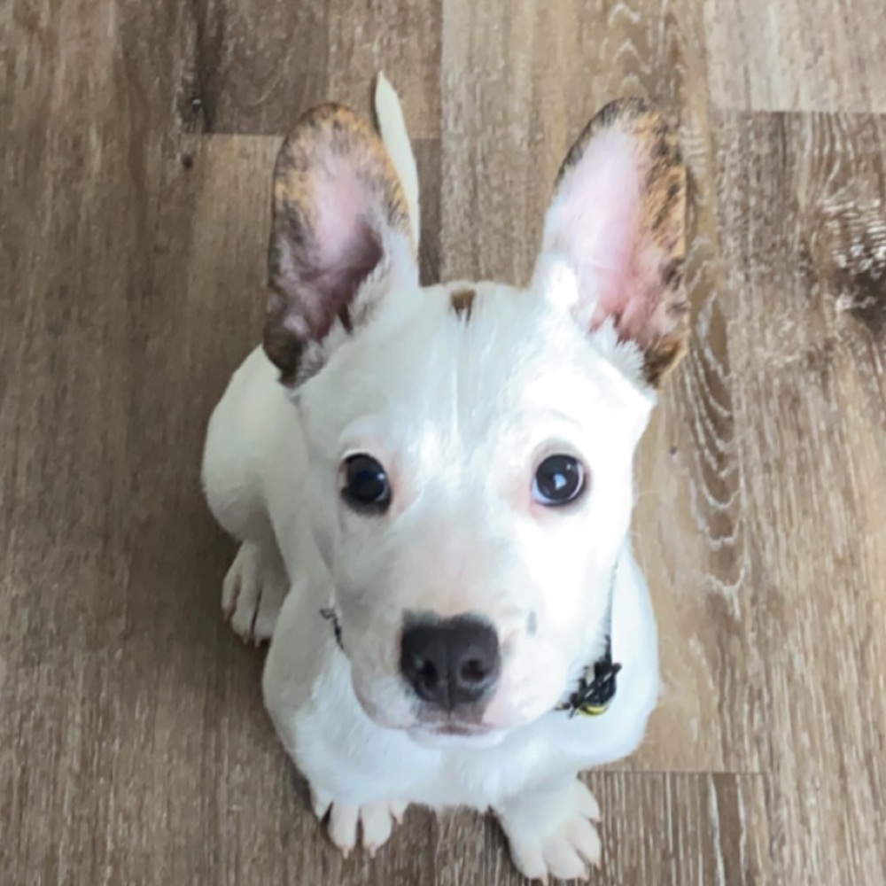 Meet your Posher, Daisy